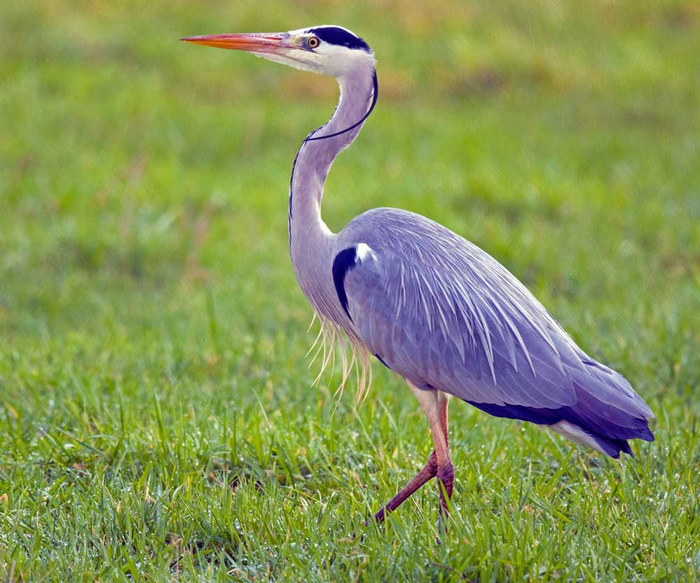 Grey heron