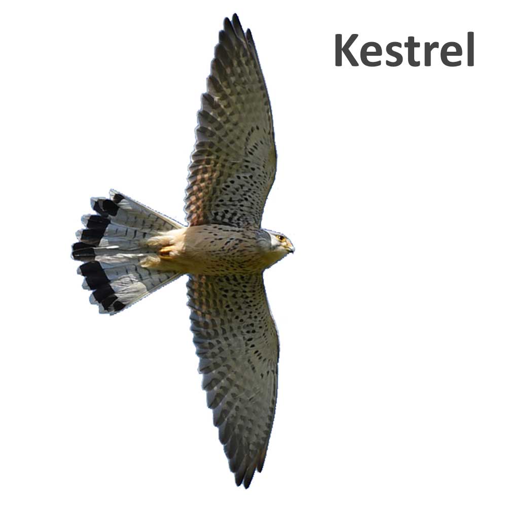 Kestrel