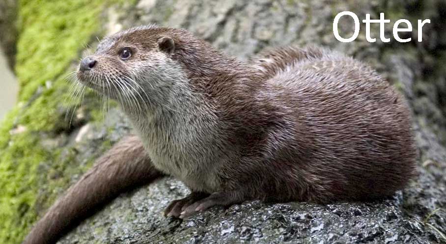 Otter