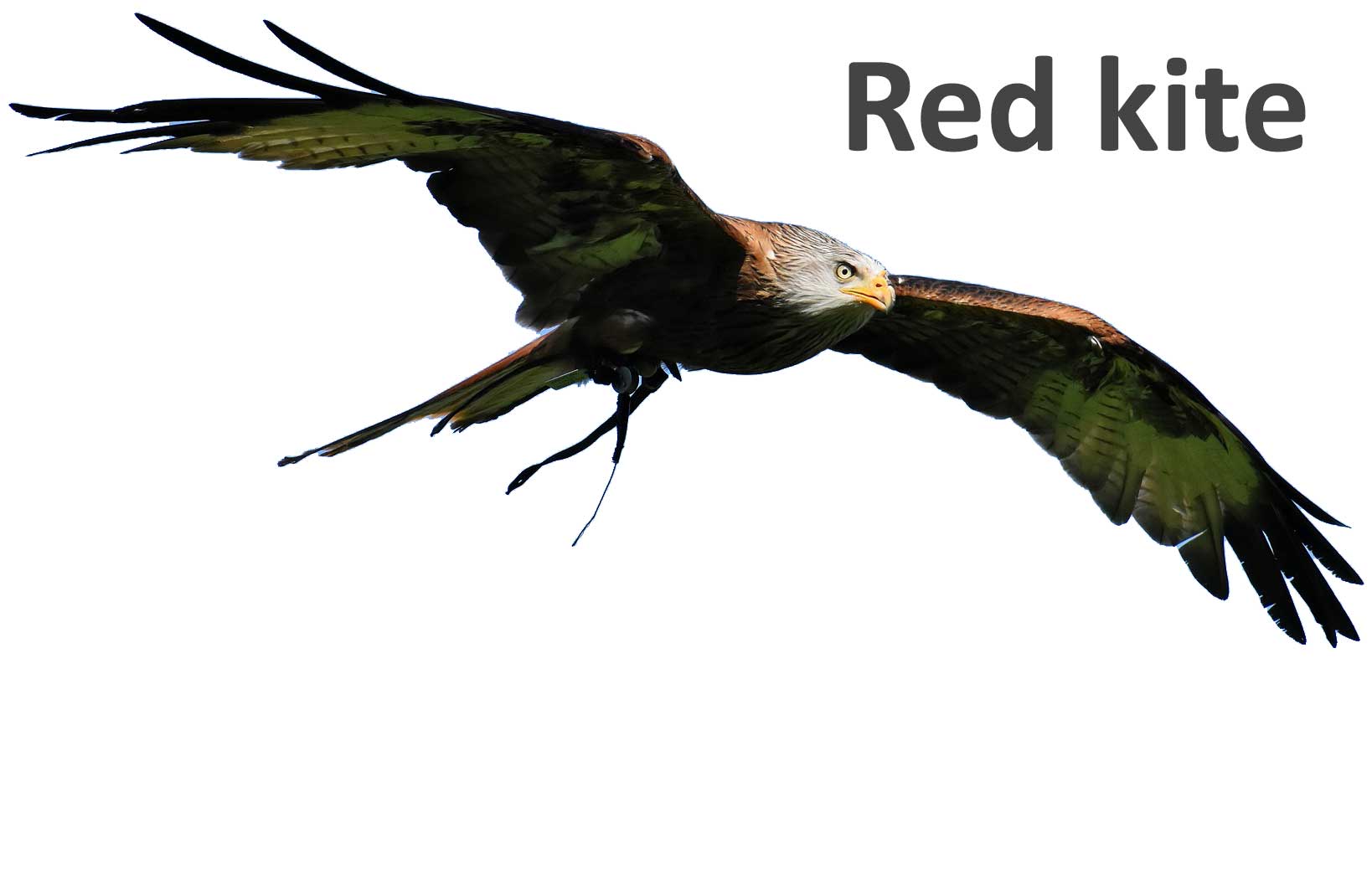 Red Kite